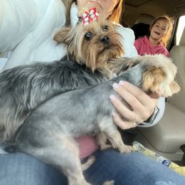 Pugs and Yorkshire Terriers from Pinky's Puppies