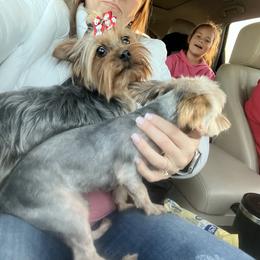 Pugs and Yorkshire Terriers from Pinky's Puppies