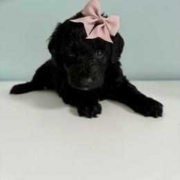 Aussiedoodle and Labradoodle Puppies from Doodles on Duty