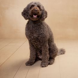 Lilly - Labradoodle