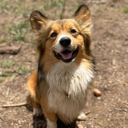Kol - Pembroke Welsh Corgi