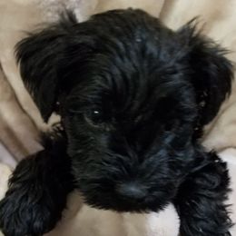 Miniature Schnauzers from R & R Schnauzers