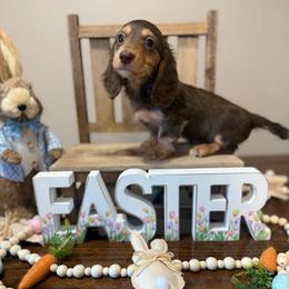 Brutus - Chocolate and tan male Dachshund puppy in Dawson, Alabama from Bells Dashing Dachshunds