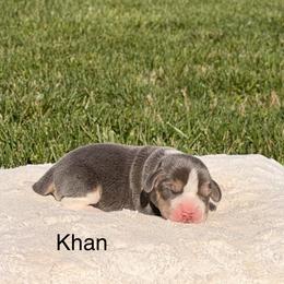 Khan - Blue tan and white male Beagle puppy in Mansfield, Missouri from Rippee Creek Kennel