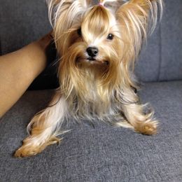 TANJIRO - Yorkshire Terrier