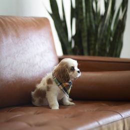 Cavalier King Charles Spaniel Puppies from Tsarevich Goldens and Cavaliers