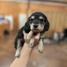 Girl 4 - Black and cream female Dachshund puppy in Stamford, Texas from West Texas Miniature Dachshunds