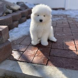 Samoyed Puppies from Sugar Sweet Samoyeds