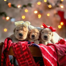 Golden Retriever Puppies from All shades Golden