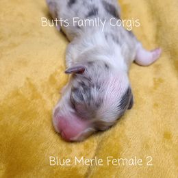 Girl 1 - American Corgi puppy in Cameron, North Carolina from Butts Family Corgis