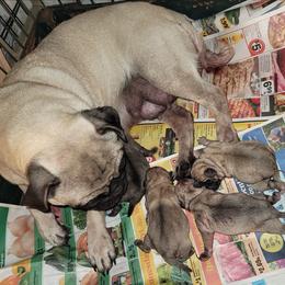 Girl 2 - Fawn female Pug puppy in Phoenix, Arizona from Pug Place Phoenix