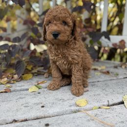 Max - Apricot male Poodle puppy in Bettendorf, Iowa from Red Door Poodles