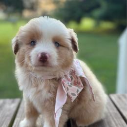 Peaches - Red merle female Miniature Australian Shepherd puppy in Brookshire, Texas from P's Aussies
