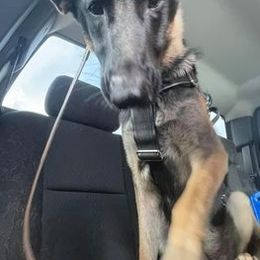 German Shepherds from Twin Tails GSDs