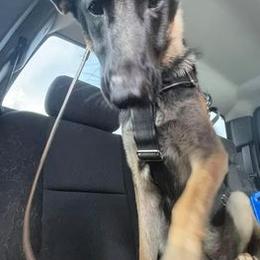 German Shepherds from Twin Tails GSDs