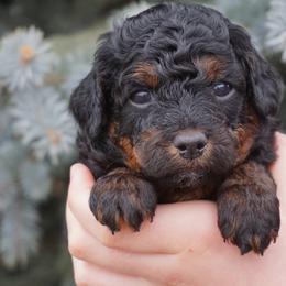 Peanut - Phantom male Poodle puppy in Caldwell, Idaho from Treasure Valley Poodles