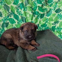 Pink (sable) - Sable female German Shepherd puppy in Motley, Minnesota from Von Thomson Haus