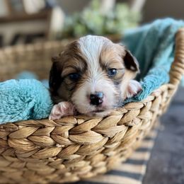 Snickers-Black collar male - Sable male Pembroke Welsh Corgi puppy in Benjamin, Utah from Nuna’s  Corgis