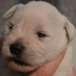 Star - White female Miniature Schnauzer puppy in Dozier, Alabama from The Bearded Lady Miniature Schnauzers