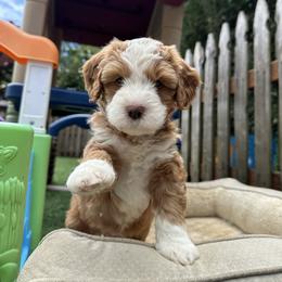 Bernedoodle, Poodle, and Saint Berdoodle Puppies from Myt fine doodles