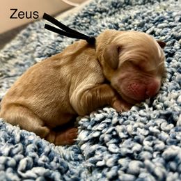 Zeus - Dark golden male Golden Retriever puppy in Jacksonville, Florida from River City Goldens