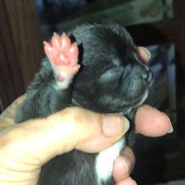 Christine McVie - Black female Chihuahua puppy in Amelia, Virginia from Pannell’s Precious Pups