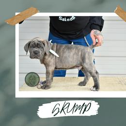 Boy 3 - male Cane Corso puppy in Choctaw, Oklahoma from Emerald Cane Corso