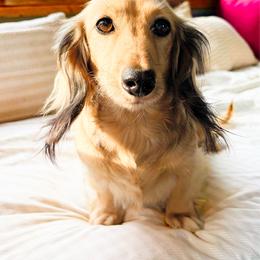River - Cream female Dachshund puppy in Sylvania, Alabama from Yancey’s Doxies