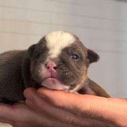 Elvis - Blue tri-color male Bulldog puppy in Lakeland, Florida from Fur Love And Puppies