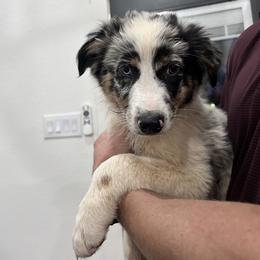 Taupe - Blue merle female Australian Shepherd puppy in Tyler, Texas from In the Piney Woods ETX