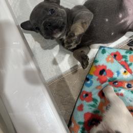 French Bulldog Puppies from The Frenchie Ravine Connection LLC