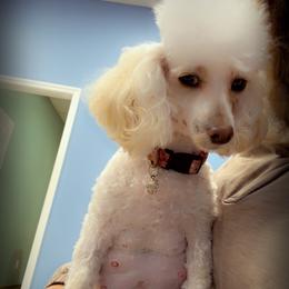 Sassy - White female Poodle puppy in Walterboro, South Carolina from Puddlejumpers