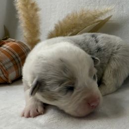 Boy 5 Blue Merle - Blue merle and white male American Corgi puppy in Scottown, Ohio from Wyndy Ridge Corgis