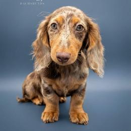 Noa - Dachshund