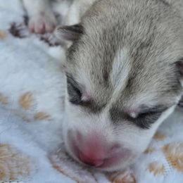 Companion Crosses from Alaskan Huskies of Maine
