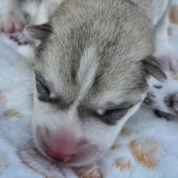 Companion Crosses from Alaskan Huskies of Maine