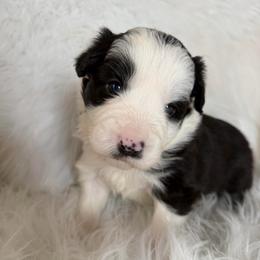 Miles - Black and white male Border Collie puppy in Lakeview, Michigan from Haven Creek Farm