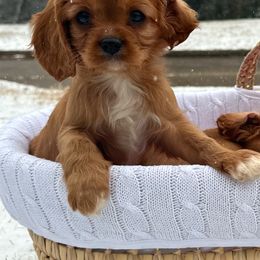 Cavalier King Charles Spaniel Puppies from Sweet Southern Cavaliers