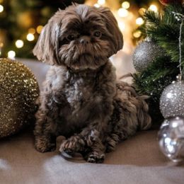 Zoey - Shih Tzu