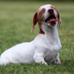 Dachshund Puppies from Tygart Creek Dachshunds