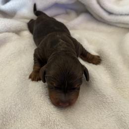 Cree - Chocolate and tan male Dachshund puppy in Channahon, Illinois from Lord Frank’s Mini Weeniers