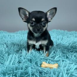 Ser Duncan the Dunk Henry - Black and tan male Chihuahua puppy in Harlan, Iowa from Home Grown Chihuahuas From Iowa