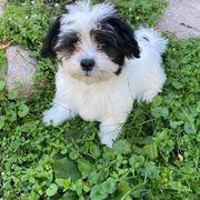 Dachshund, Mal-Shi, and Morkie Puppies from Woodpecker Ridge Pups