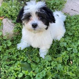 Dachshund, Mal-Shi, and Morkie Puppies from Woodpecker Ridge Pups