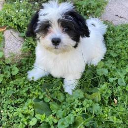 Dachshund, Mal-Shi, and Morkie Puppies from Woodpecker Ridge Pups
