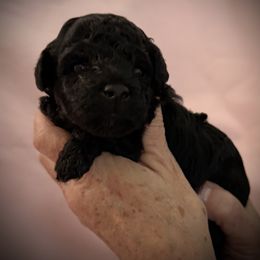 Juliet - Black Poodle puppy in Tallahassee, Florida from Bows and Bot Ties
