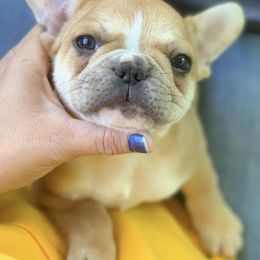 French Bulldog Puppies from Divine Kennels