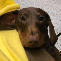 Margo - Dachshund