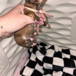 Darla - Red female Dachshund puppy in Magnolia, Texas from Little Honey’s Dachshunds