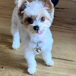 Biscuit - Yorkshire Terrier
